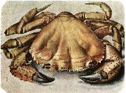 Albrecht Durer, Lobster 1495 Watercolour and gouache